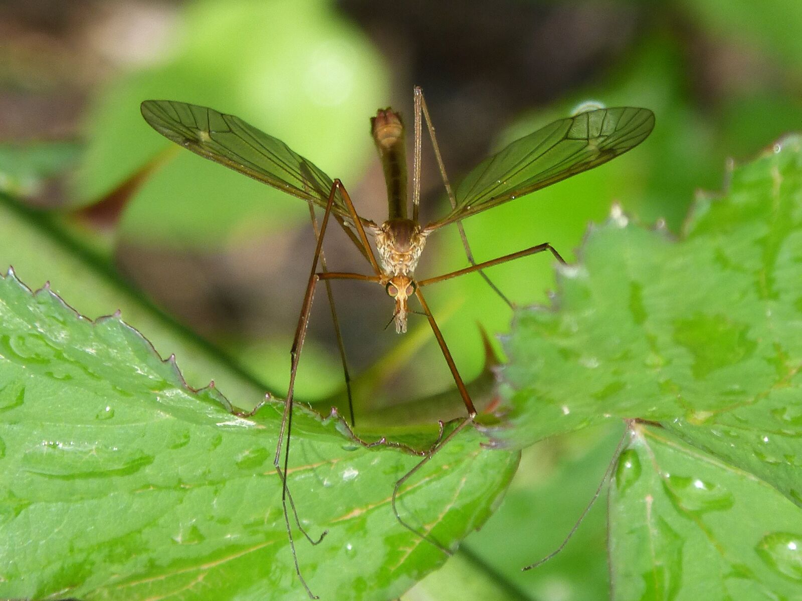 Panasonic DMC-FZ62 sample photo. Mosquito, detail, insect photography