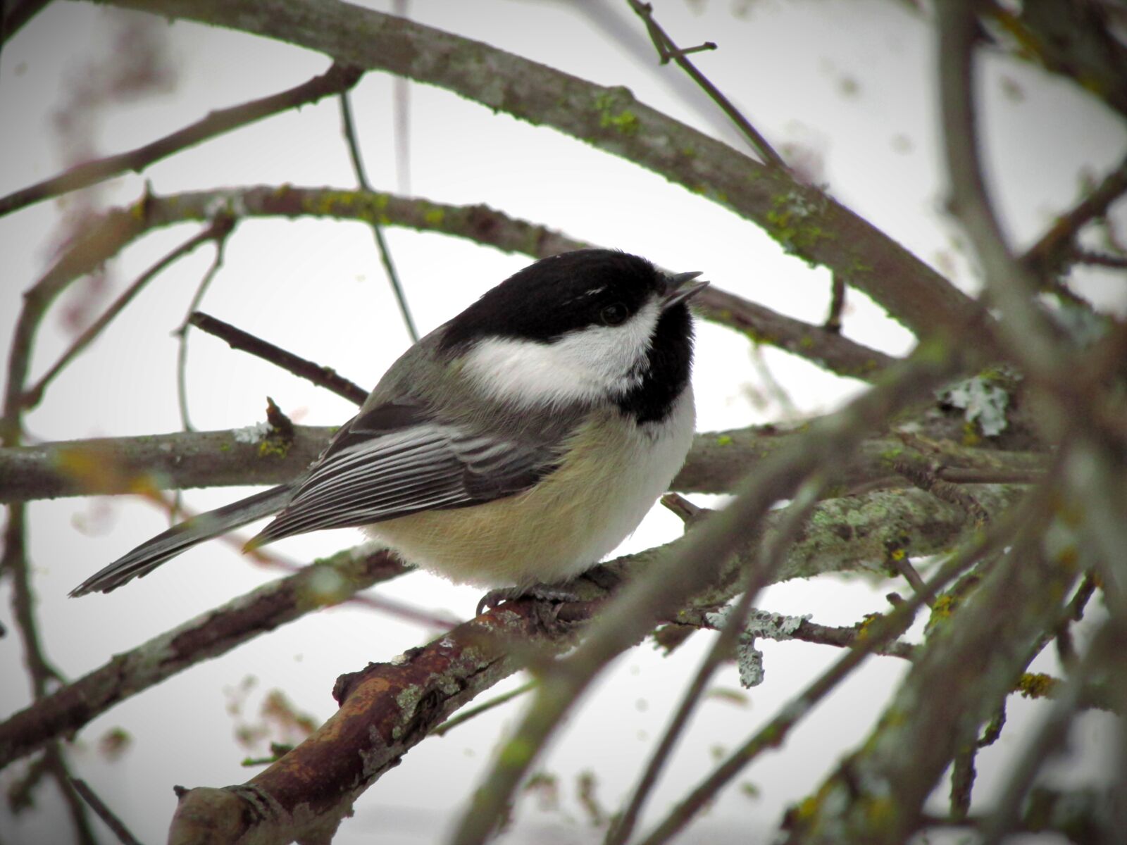 Canon PowerShot SX500 IS sample photo. Black-capped chickadee, bird, chickadee photography