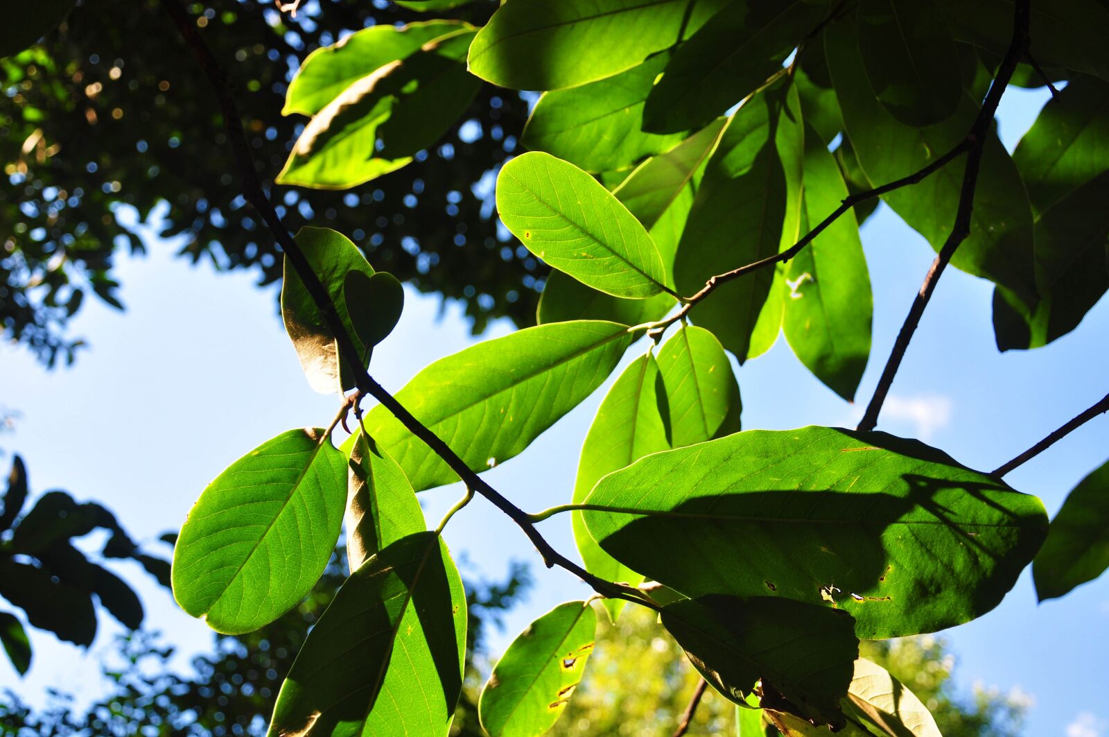 Nikon D90 sample photo. Light and shadow, sky photography
