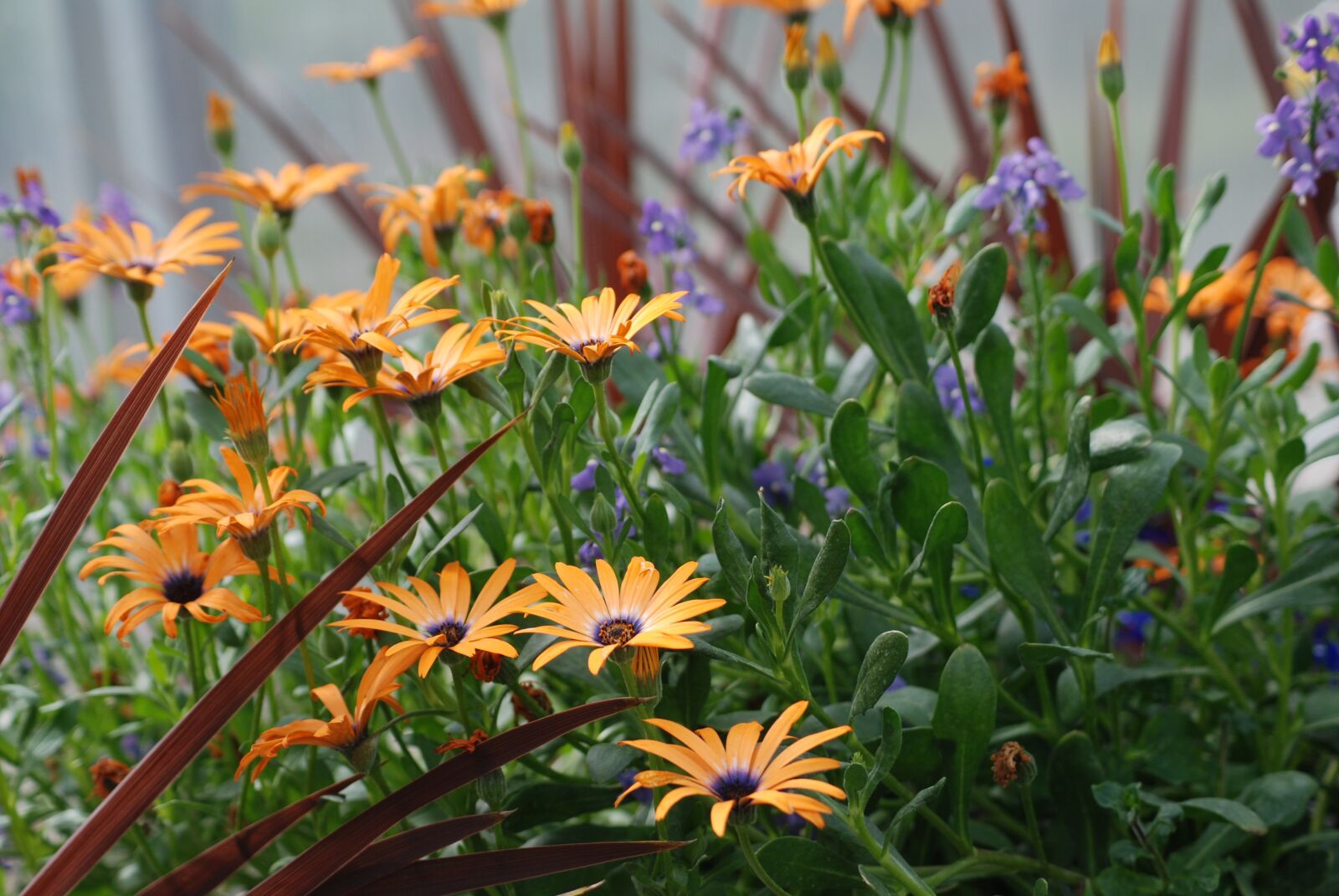 Nikon D80 sample photo. Flowers, blossom, garden photography