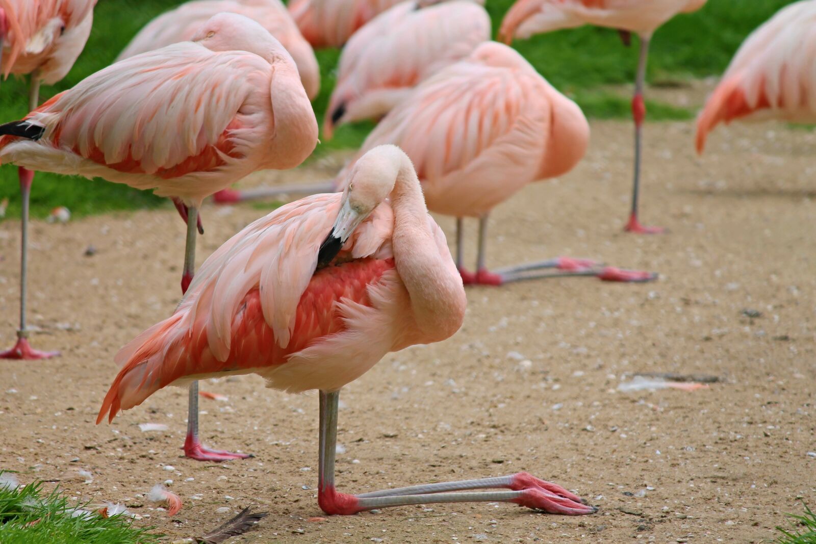 Canon EOS 1100D (EOS Rebel T3 / EOS Kiss X50) sample photo. Flamingos, birds, pink photography