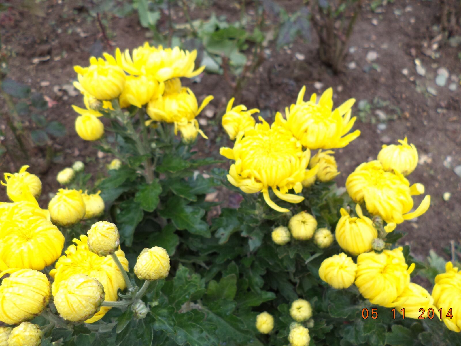 Sony DSC-S5000 sample photo. Chrysanthemum, yellow, supplies photography