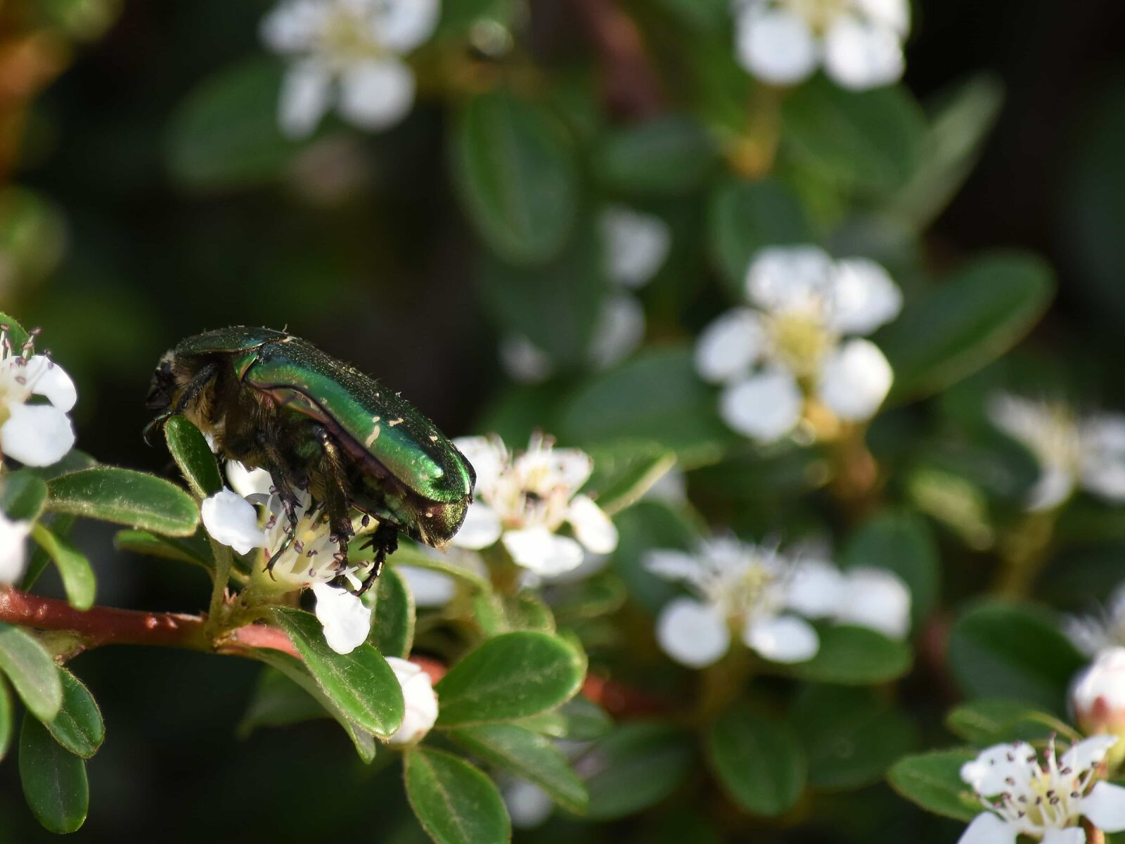 Nikon D5500 sample photo. Beetle, green, flowers, spring photography