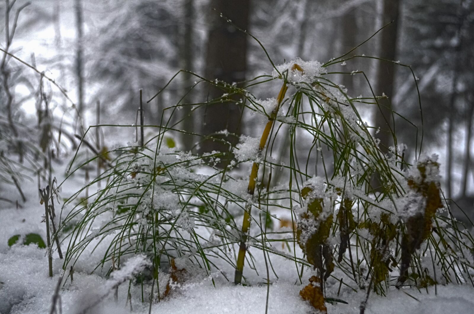 Nikon D7000 sample photo. Landscape, snow, mountains photography