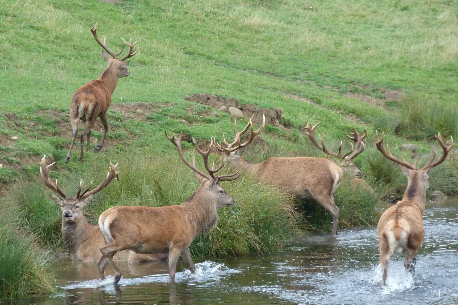 Panasonic Lumix DMC-FZ40 (Lumix DMC-FZ45) sample photo. Red deer, herd, river photography
