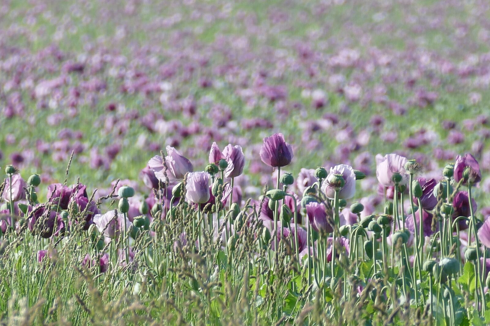 Panasonic Lumix DMC-FZ1000 sample photo. Poppies, poppy field, poppy photography