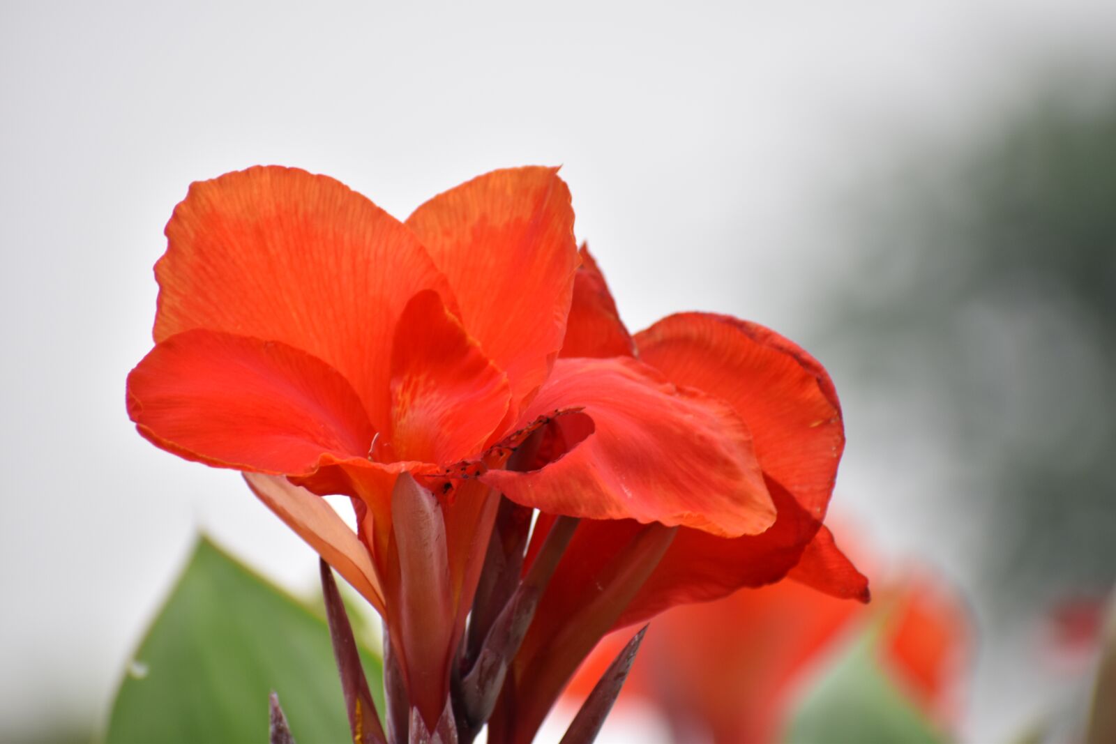 Nikon D5600 sample photo. Flower, saffron, nature photography