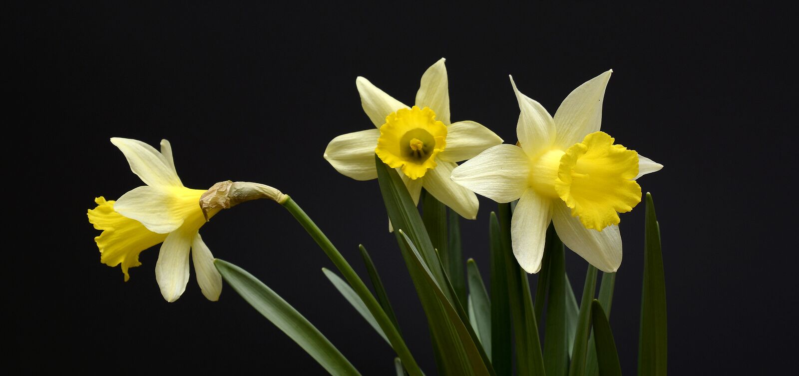 Nikon D7100 sample photo. Daffodils, flowers, yellow photography