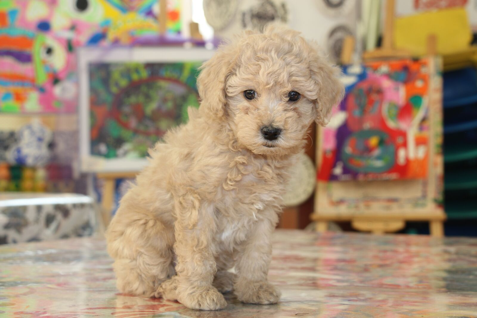 Canon EOS 700D (EOS Rebel T5i / EOS Kiss X7i) sample photo. Brown hair, dog, pets photography