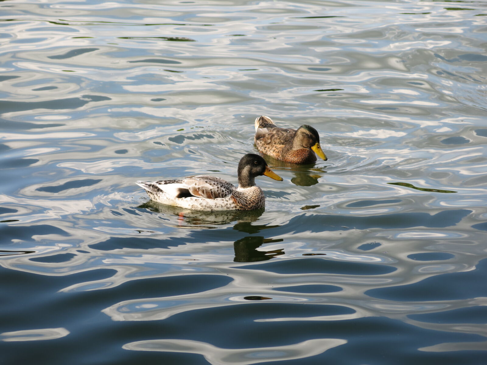 Canon PowerShot G15 sample photo. Duck, ducks, lake, river photography