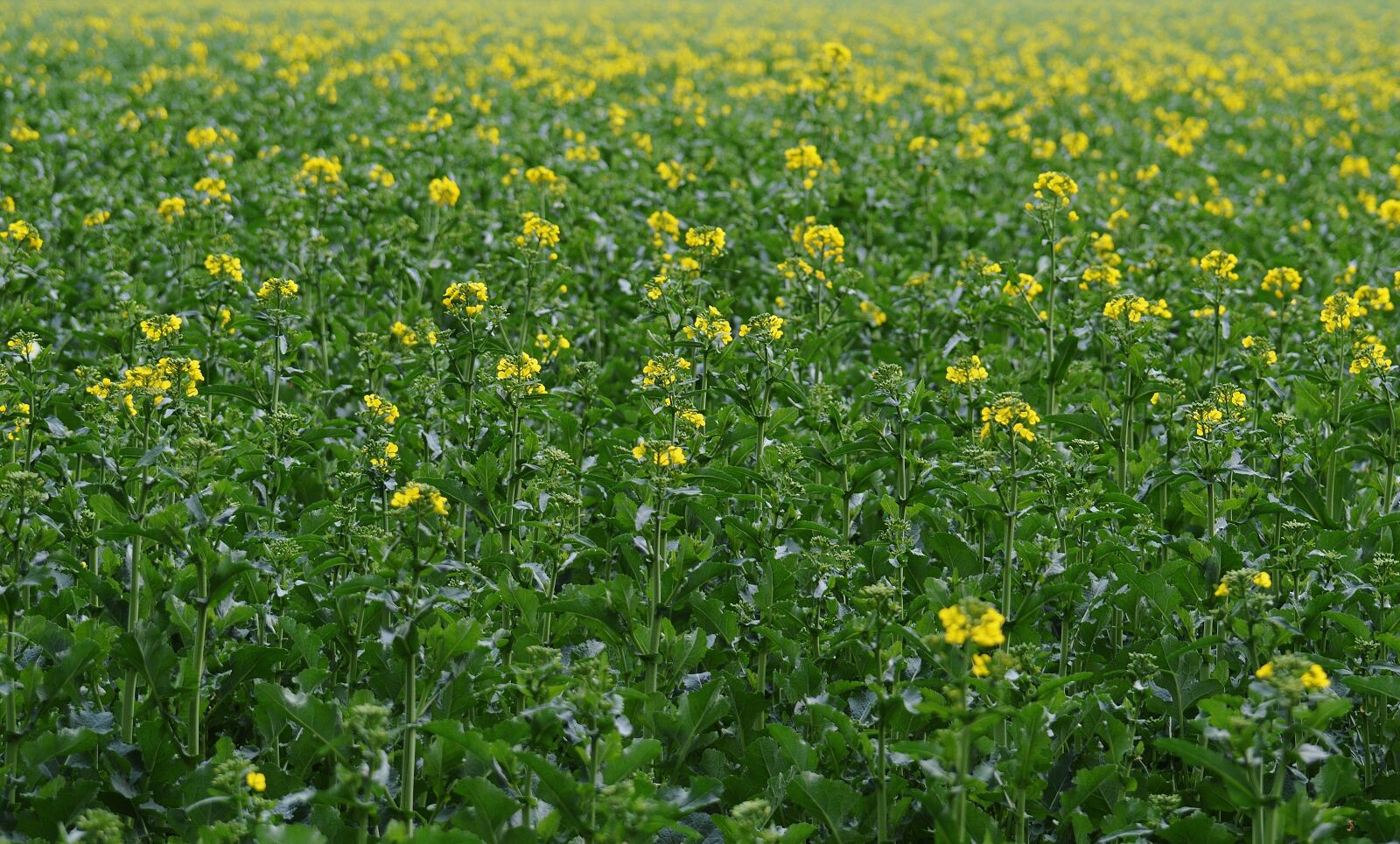 Nikon D3200 sample photo. Oilseed rape, field of photography