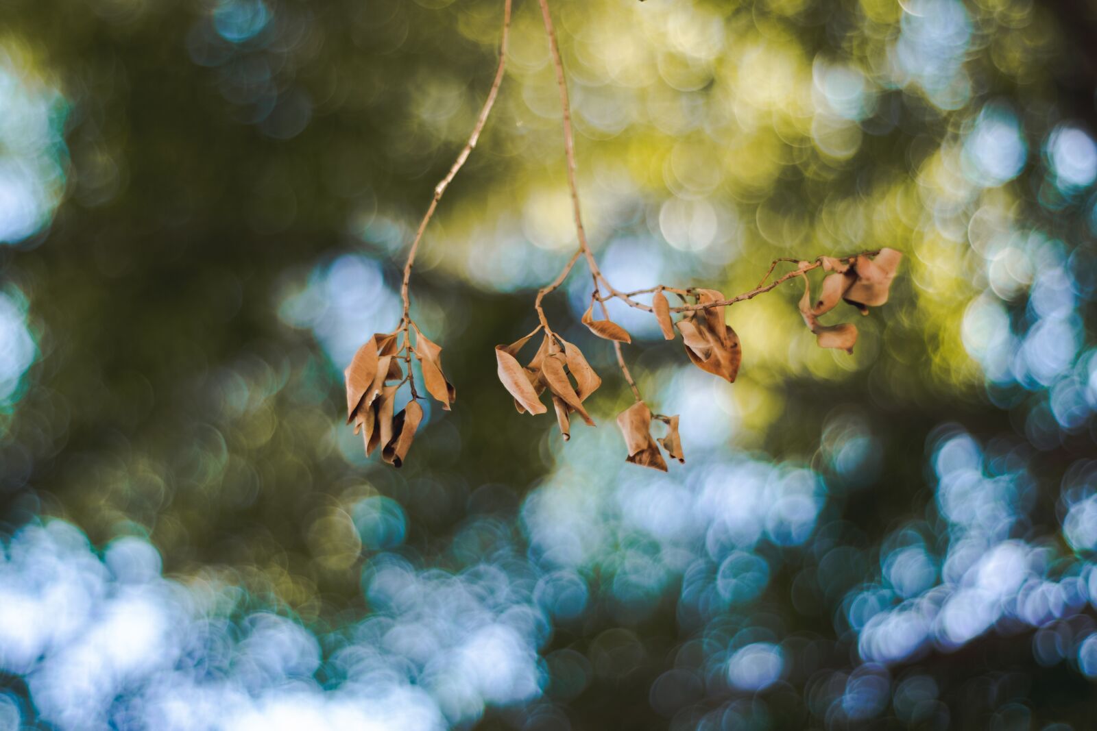 Nikon D3300 sample photo. Leaf, leaves, nature photography