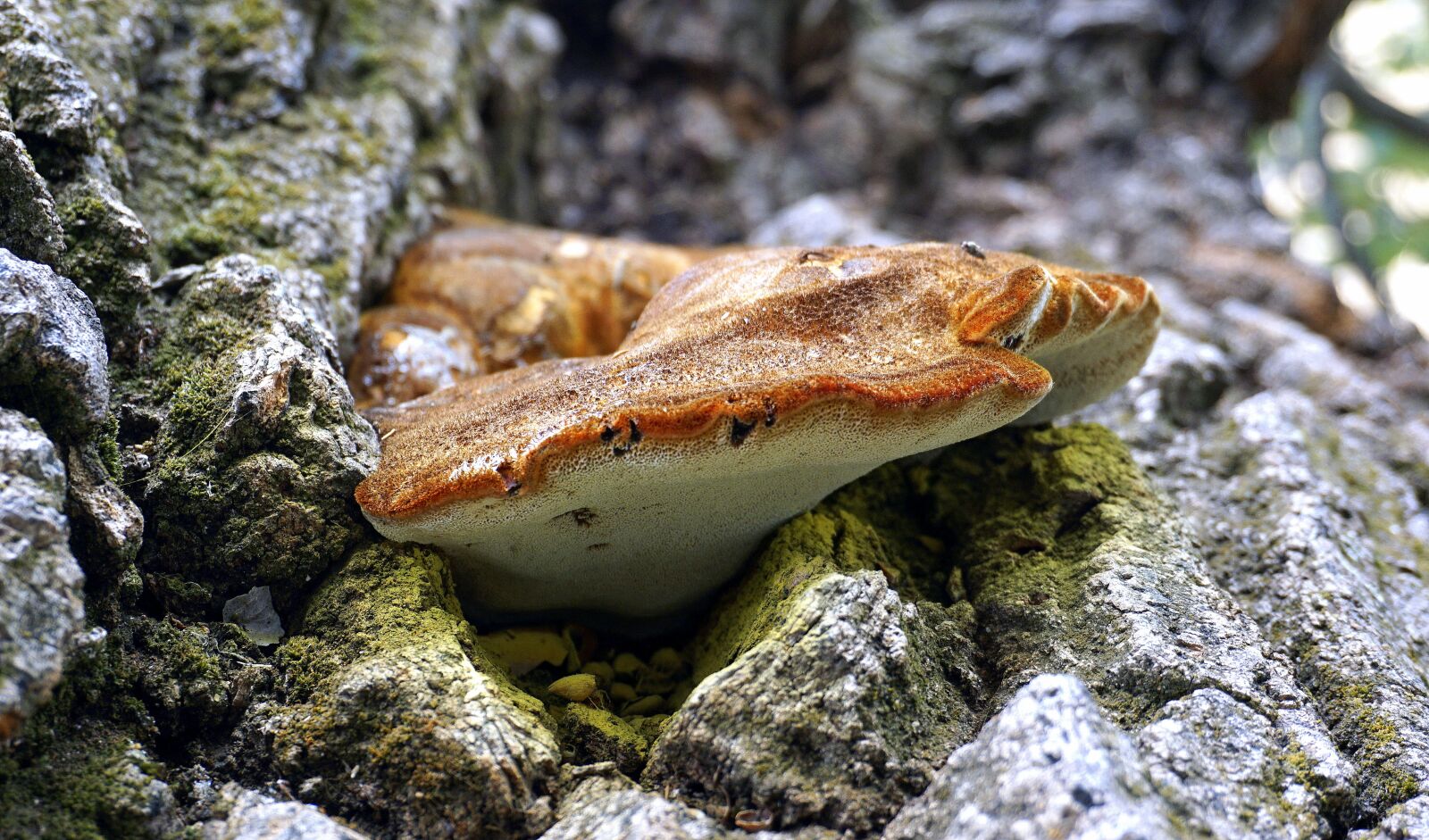Sony a6000 sample photo. Mycology, fungus, food photography