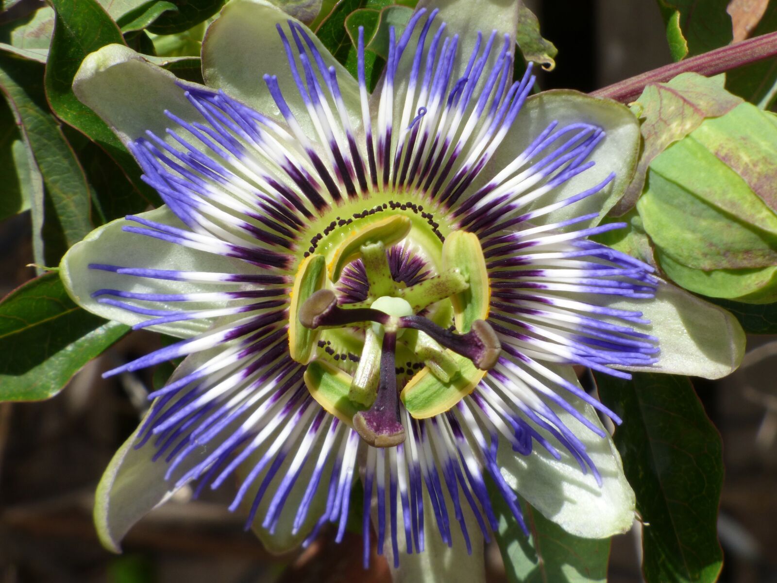 Panasonic Lumix DMC-FZ70 sample photo. Passiflora, passion flower, detail photography