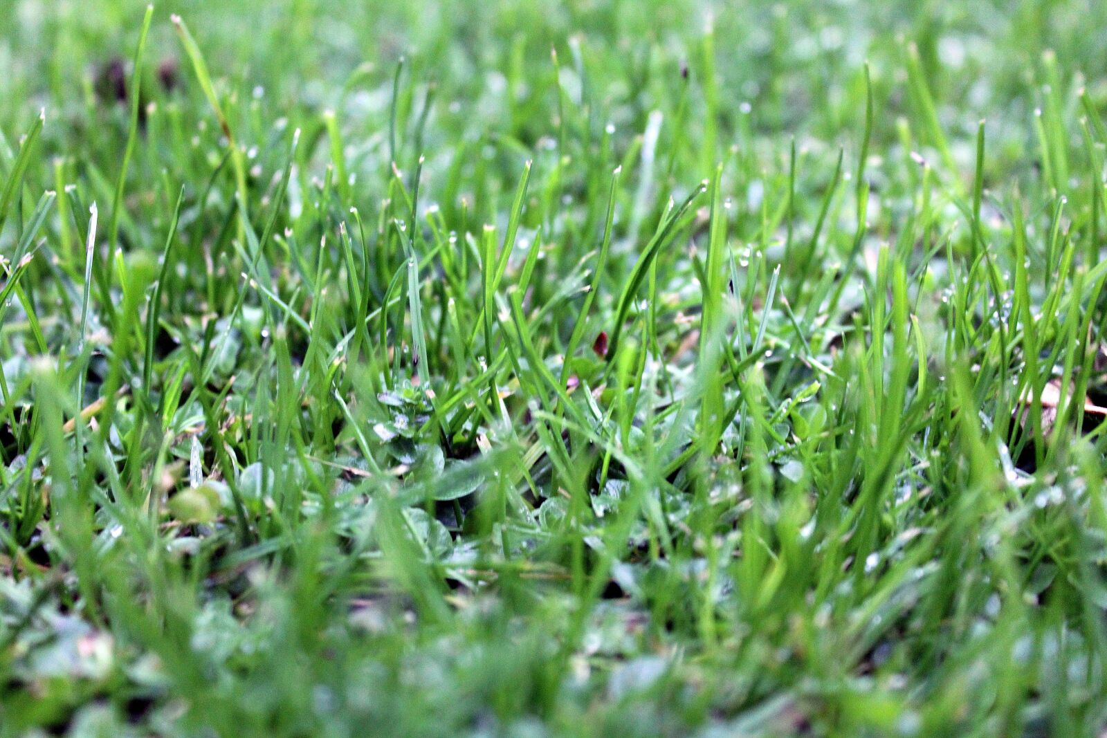 Canon EOS 1200D (EOS Rebel T5 / EOS Kiss X70 / EOS Hi) sample photo. Grass, lawn, green photography