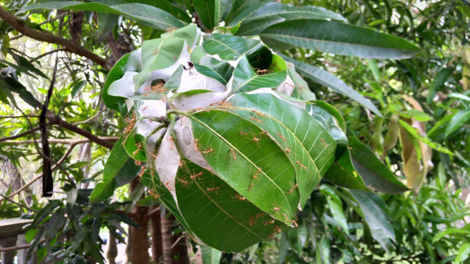 ASUS X00ID sample photo. Ants, fire ants, ant photography