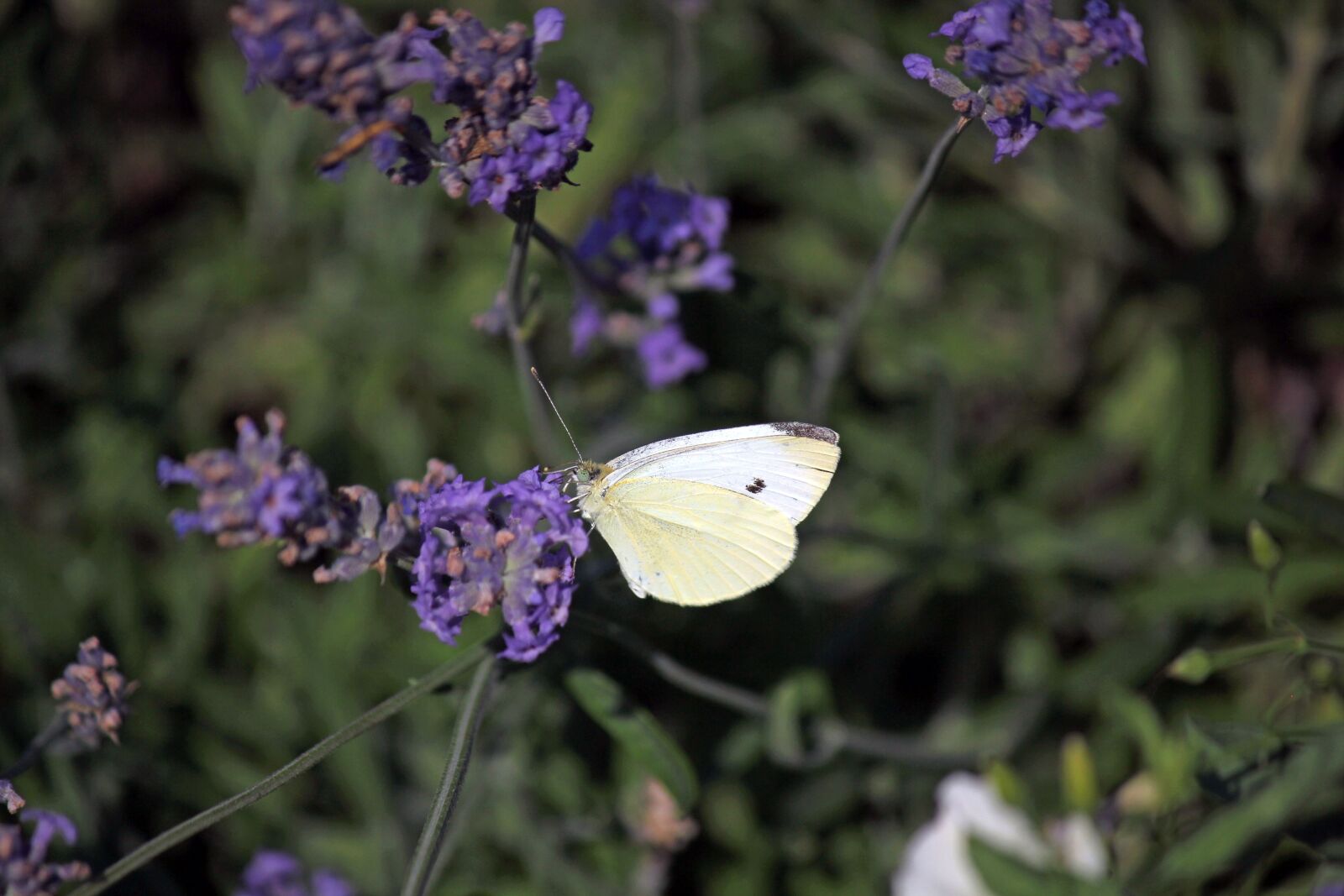 Canon EOS 550D (EOS Rebel T2i / EOS Kiss X4) sample photo. Butterfly, garden, insect photography