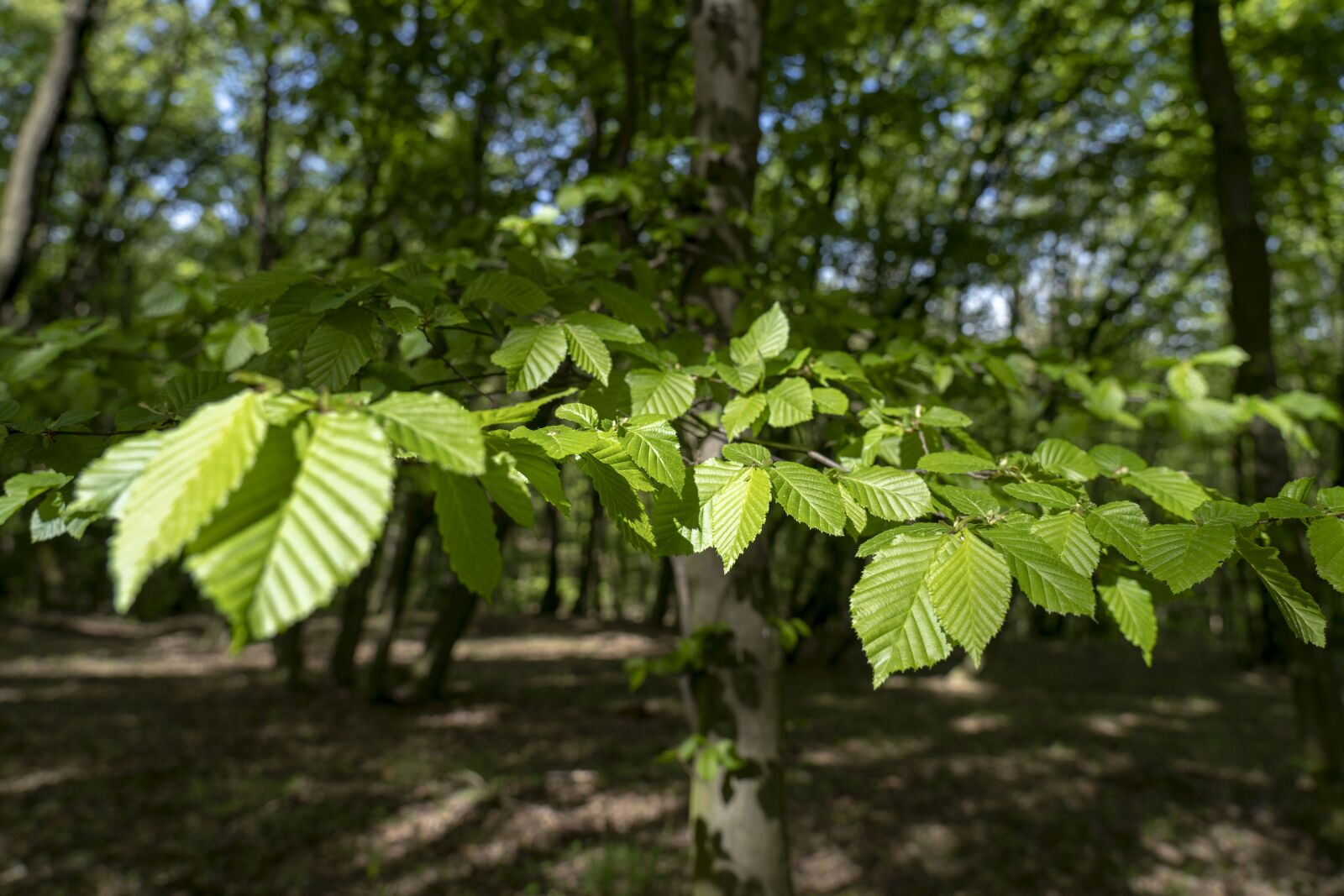 Sony a7 III sample photo. Foliage, forest, green photography