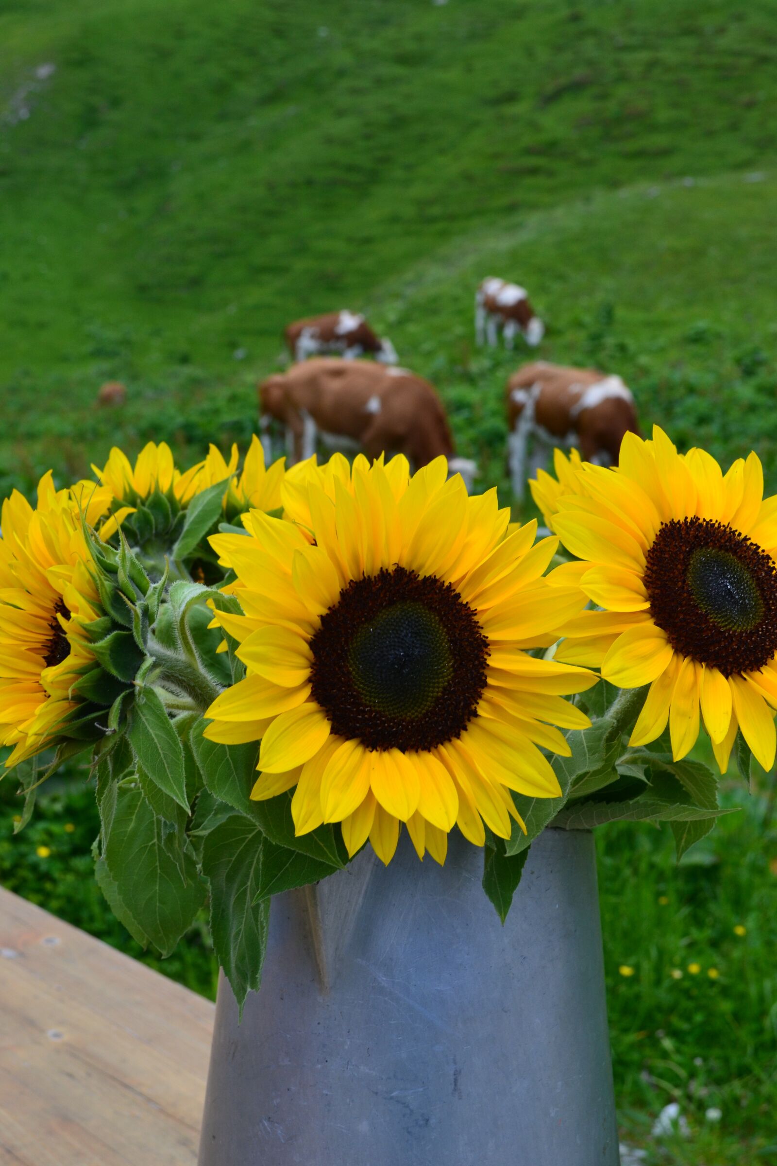 Nikon D3100 sample photo. Sunflower, alm, bouquet photography