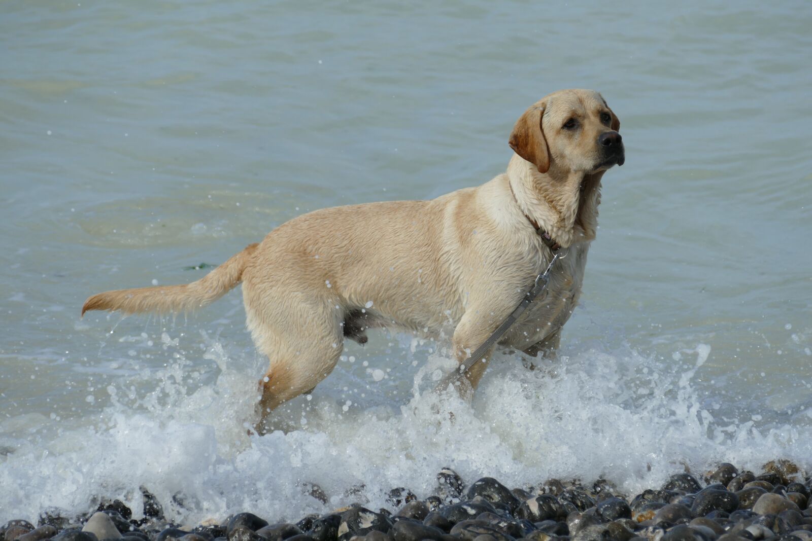 Panasonic Lumix DMC-FZ1000 sample photo. Dog, pet, mammal photography
