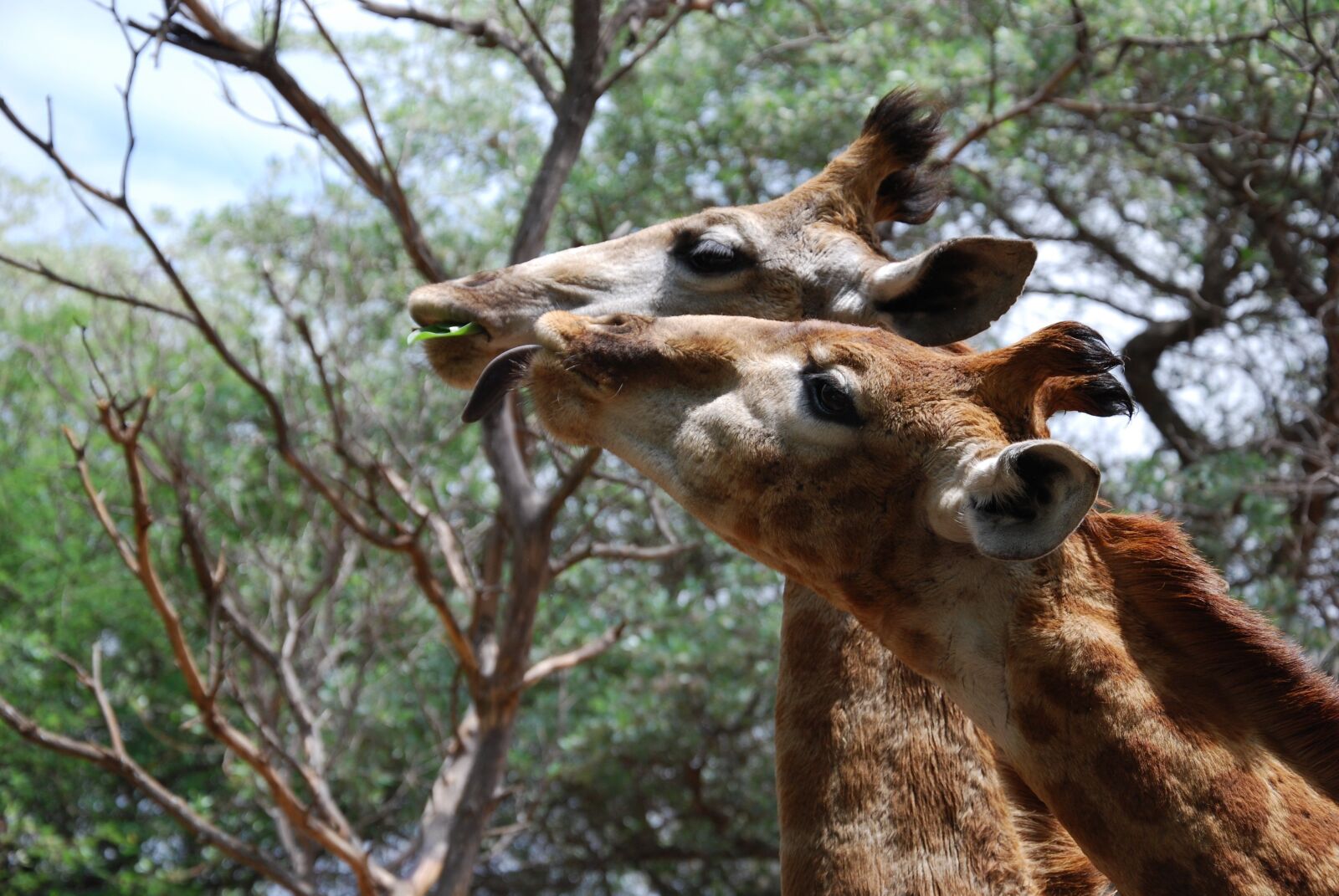 Nikon D60 sample photo. Giraffes, animals, heads photography
