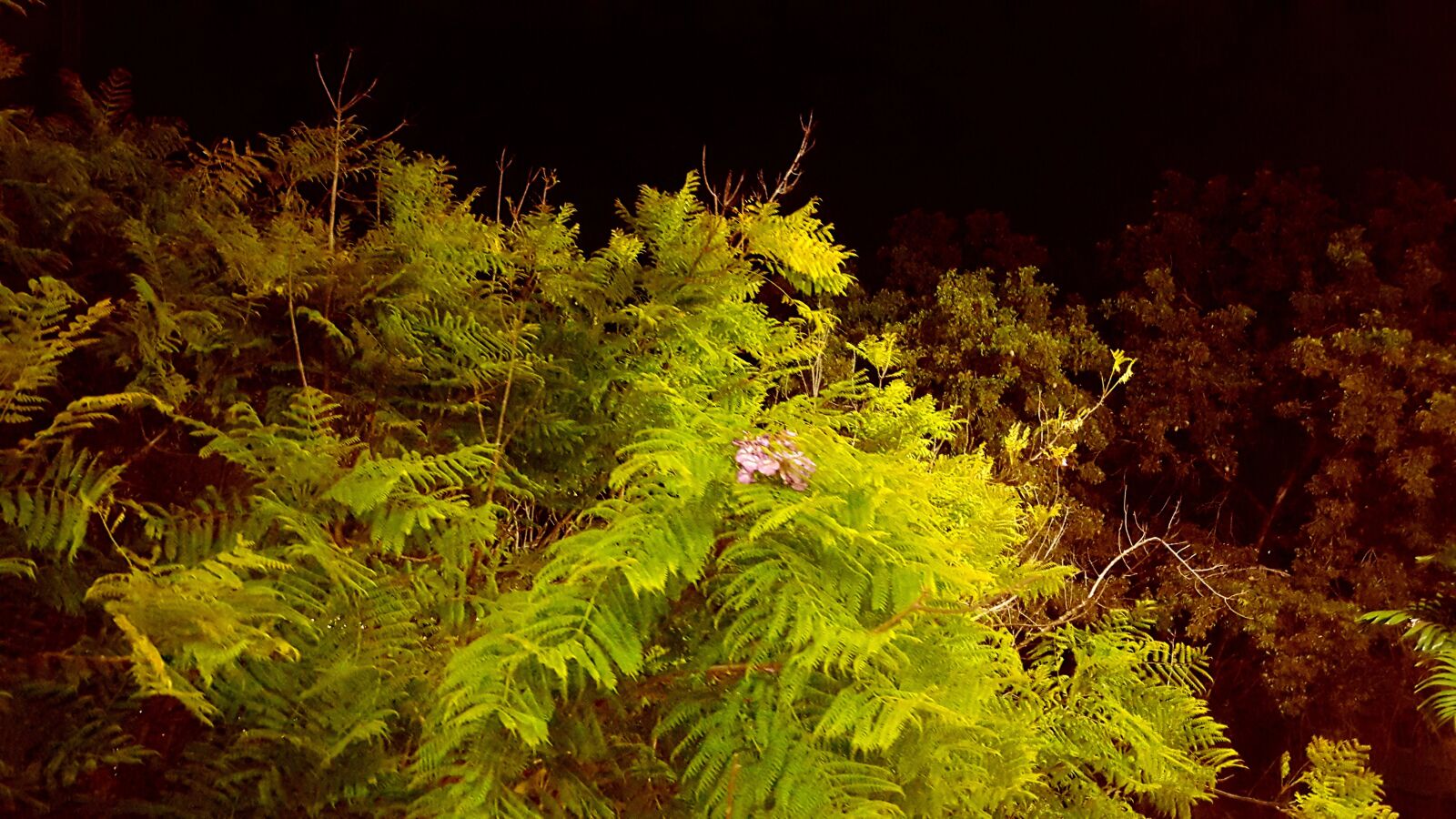 Samsung Galaxy S6 sample photo. Tree, flower night, flower photography