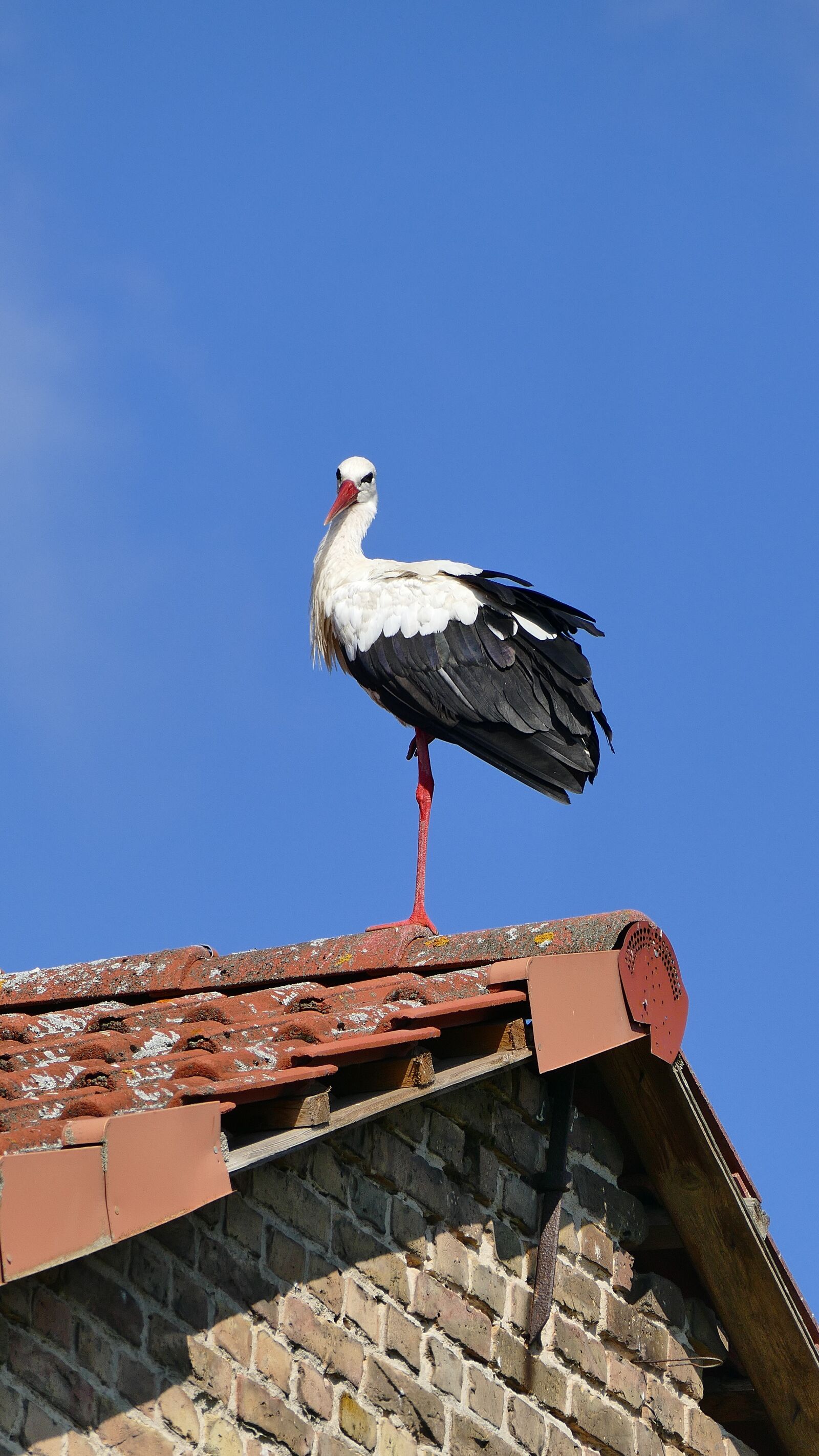 Panasonic Lumix DMC-FZ1000 sample photo. Stork, roof, bird photography