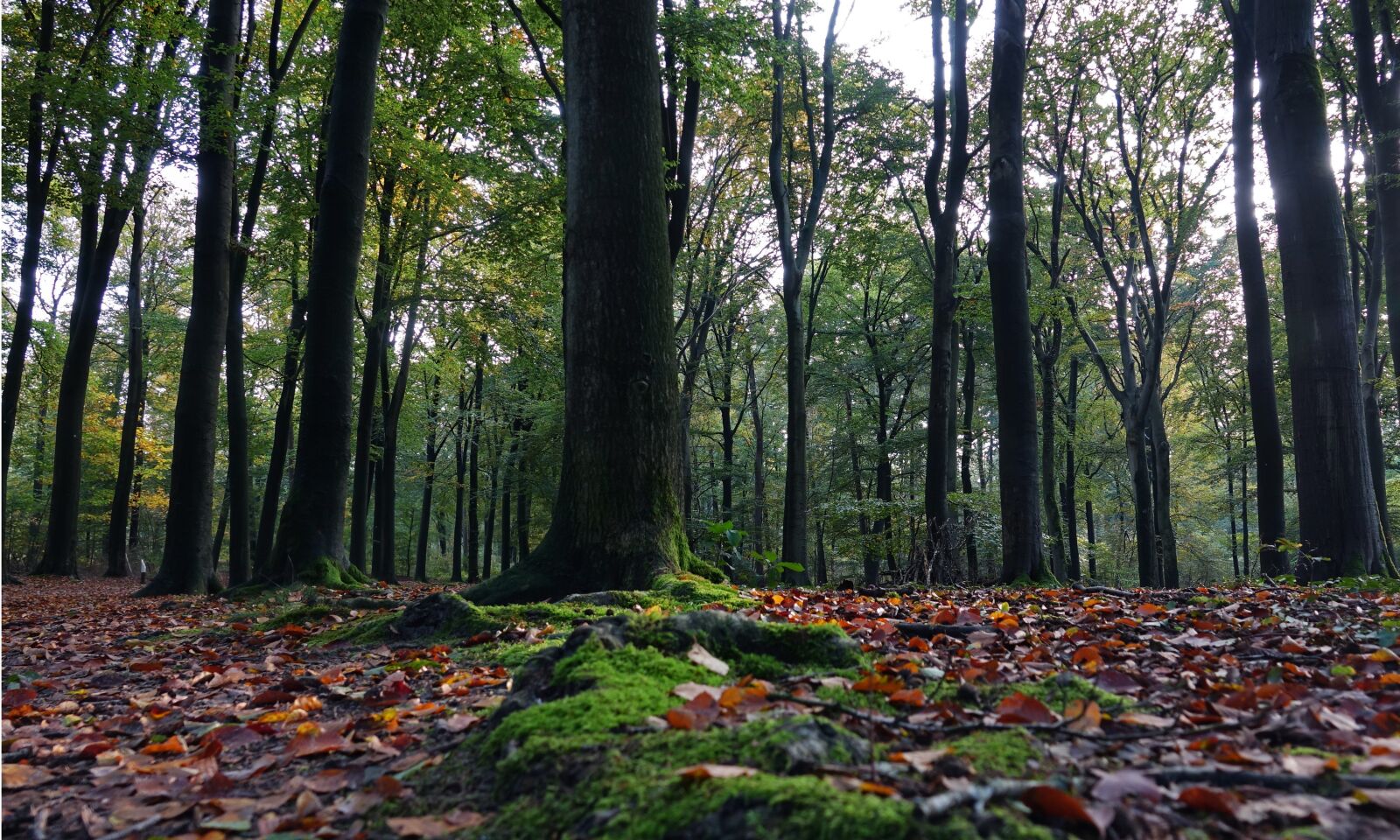 Sony Cyber-shot DSC-RX10 III sample photo. Forest, trees, autumn photography