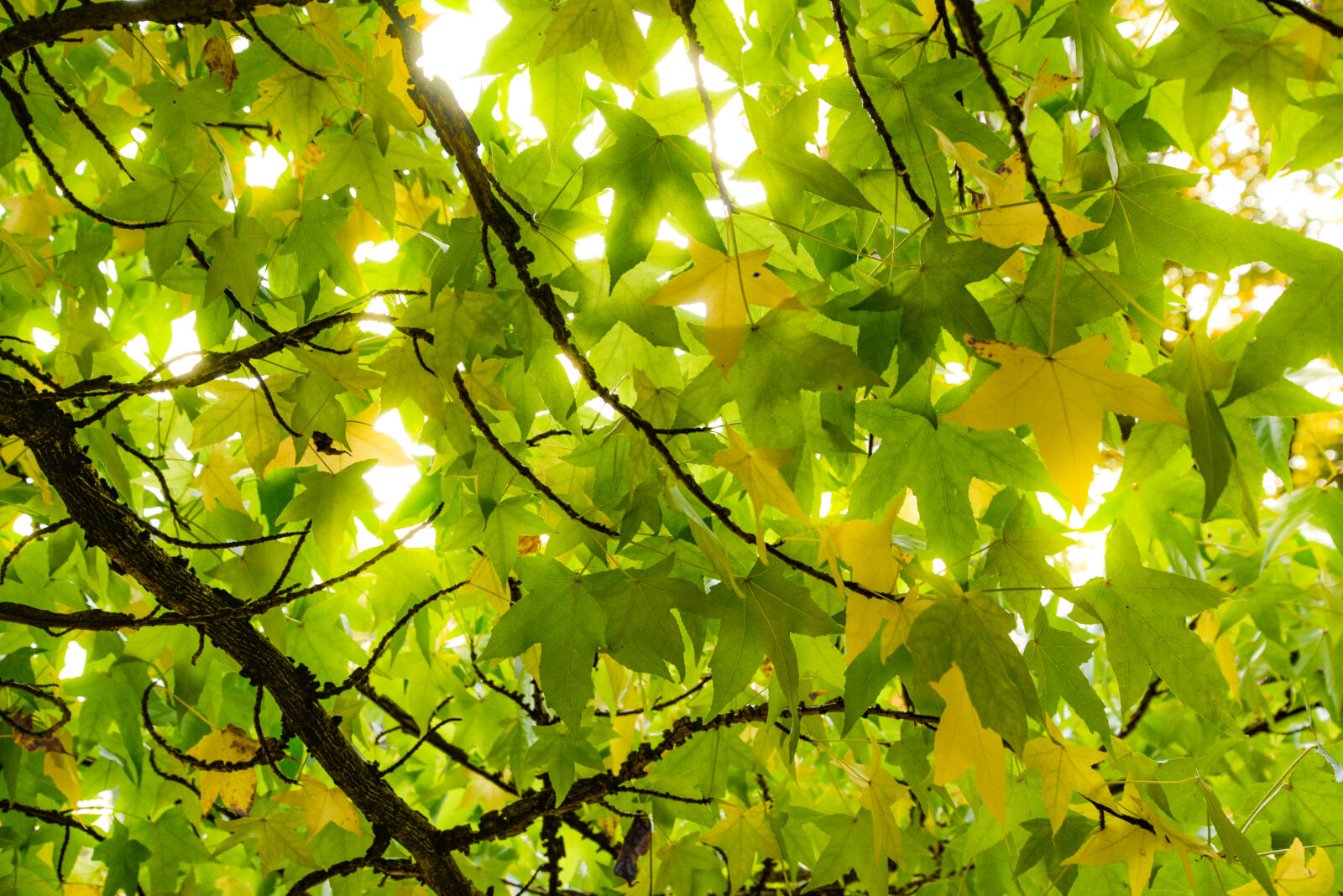 Nikon D610 sample photo. Beech, bright, burst, flare photography