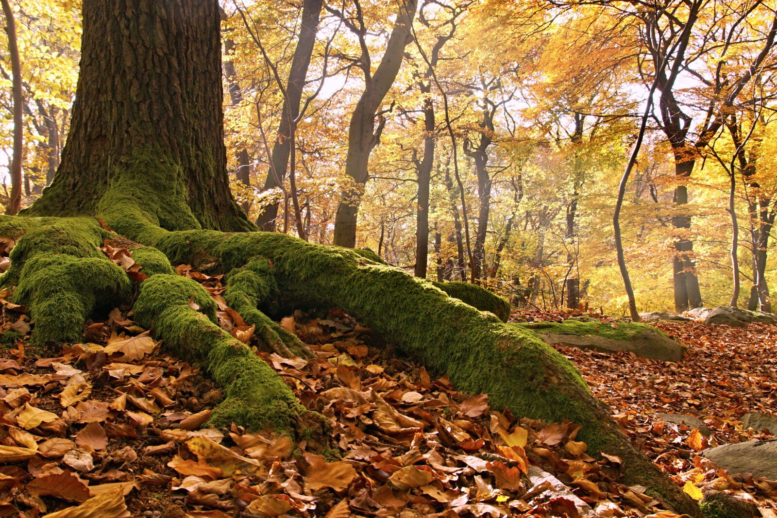 Sony ILCA-77M2 sample photo. Beech forest, roots, autumn photography