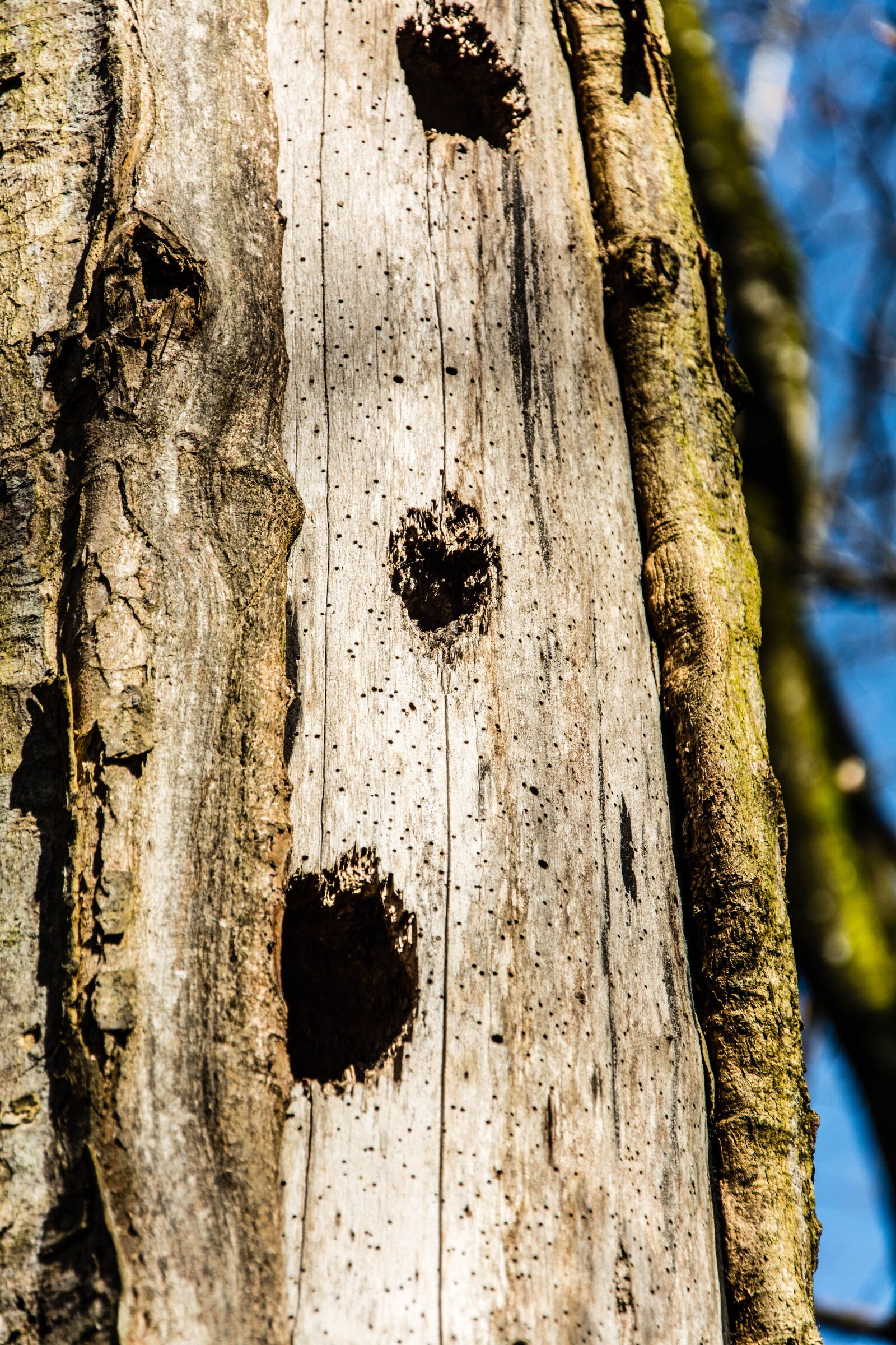 Nikon D7100 sample photo. Tree trunk, tree, forest photography