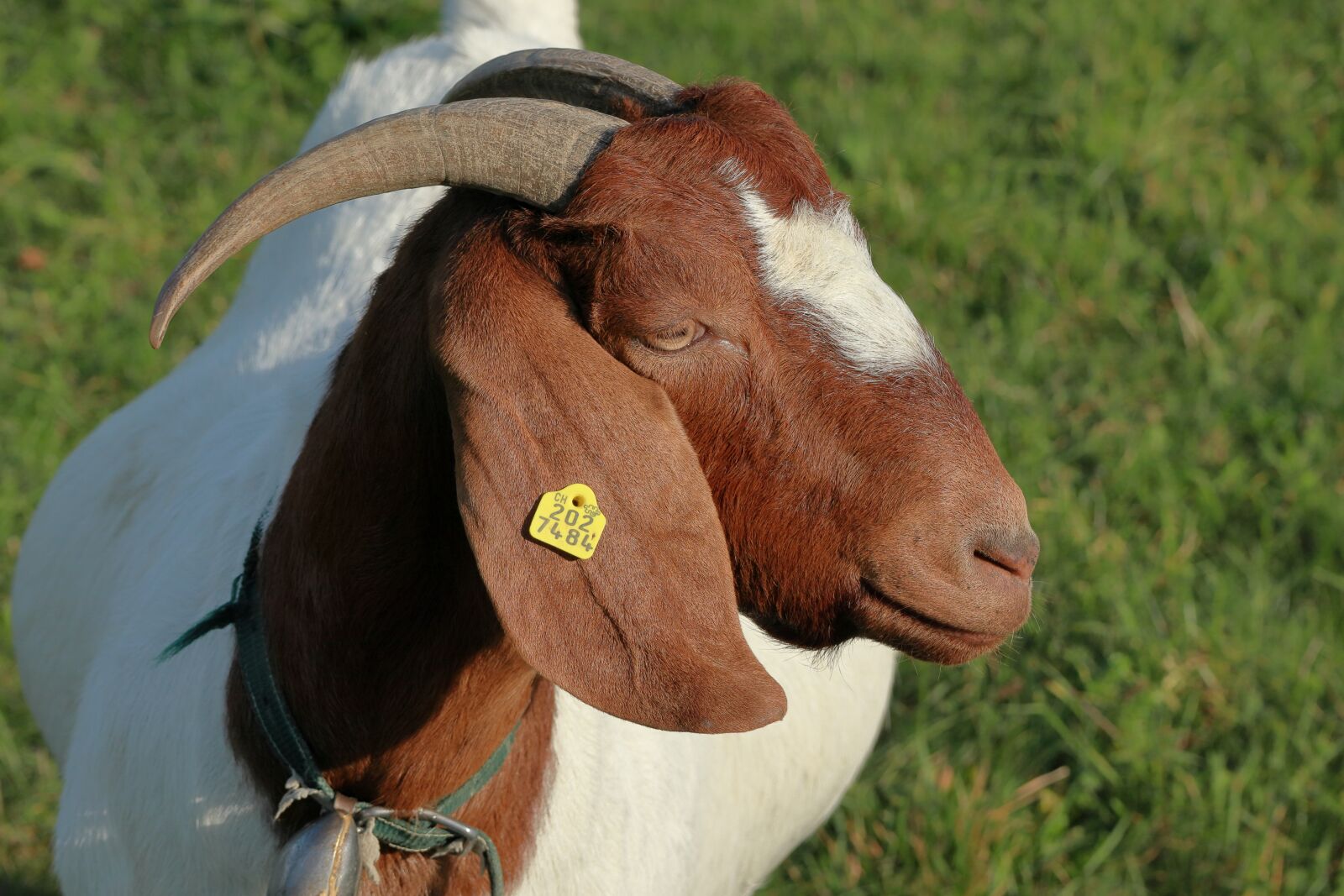 Canon EF-M 55-200mm F4.5-6.3 IS STM sample photo. Animal, goat, boer goat photography
