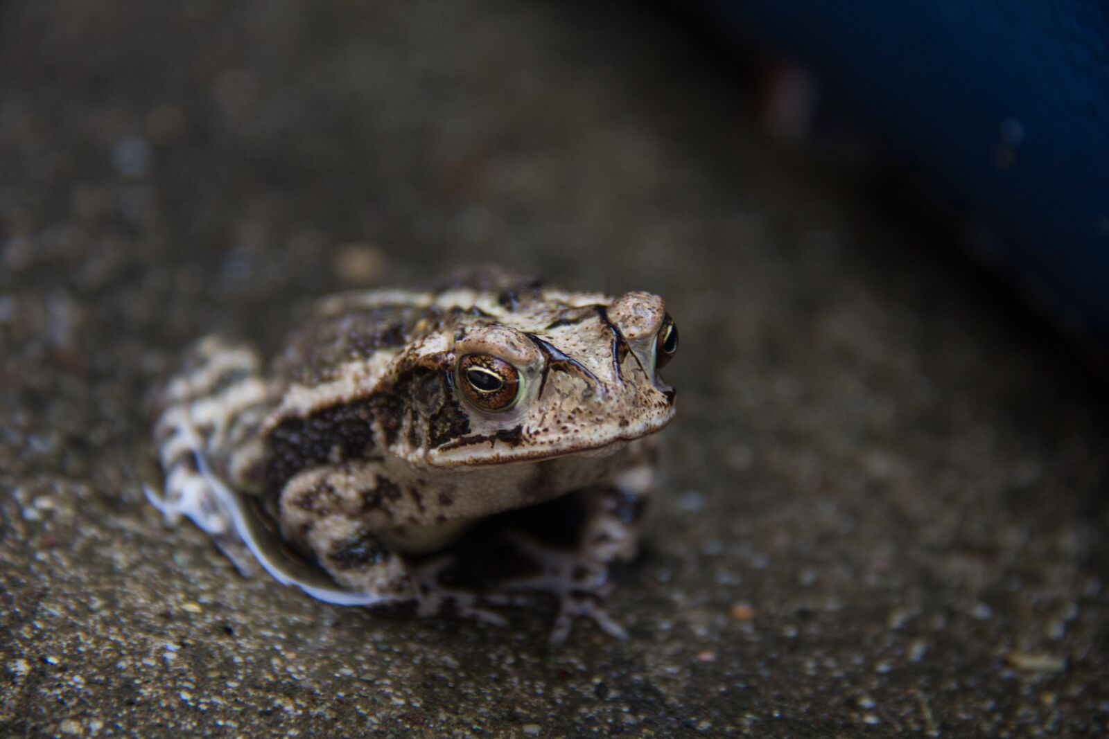 Canon EF-S 18-200mm F3.5-5.6 IS sample photo. Toad, amphibian, water photography