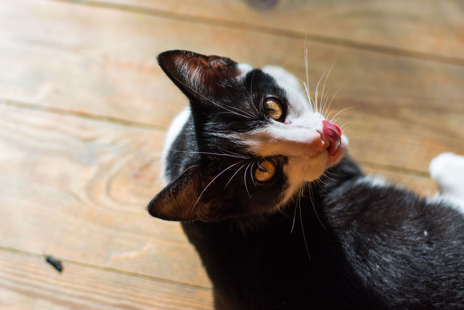 Nikon D5200 sample photo. Cat, kitten, animal photography