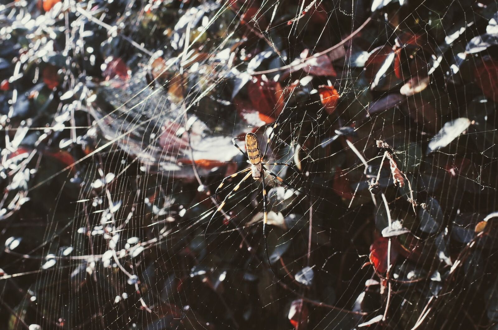 Ricoh GR II sample photo. Abstract, arachnid, close, up photography