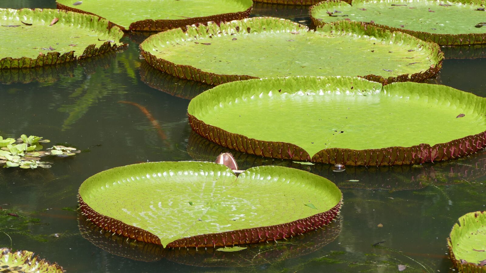 Panasonic Lumix DMC-FZ1000 sample photo. Pamplemousse garden, botanical garden photography