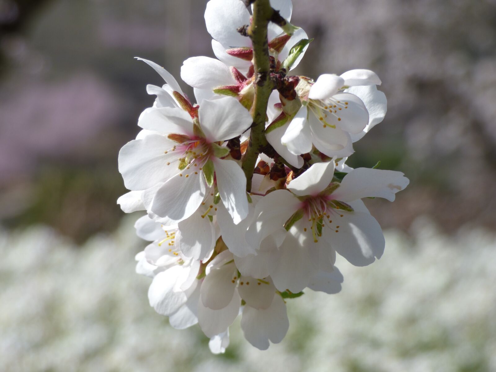 Panasonic Lumix DMC-FZ70 sample photo. Almond tree, almond flower photography