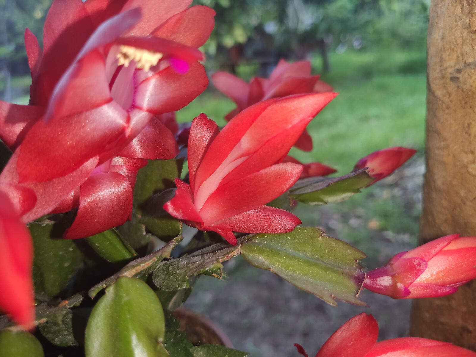 Xiaomi MI 9 sample photo. Flower, plants, nature photography