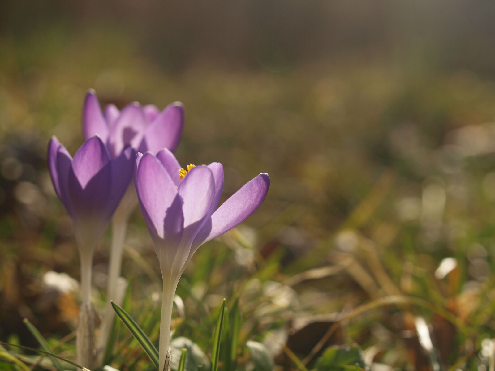 Olympus E-30 sample photo. Crocus, spring, flower photography