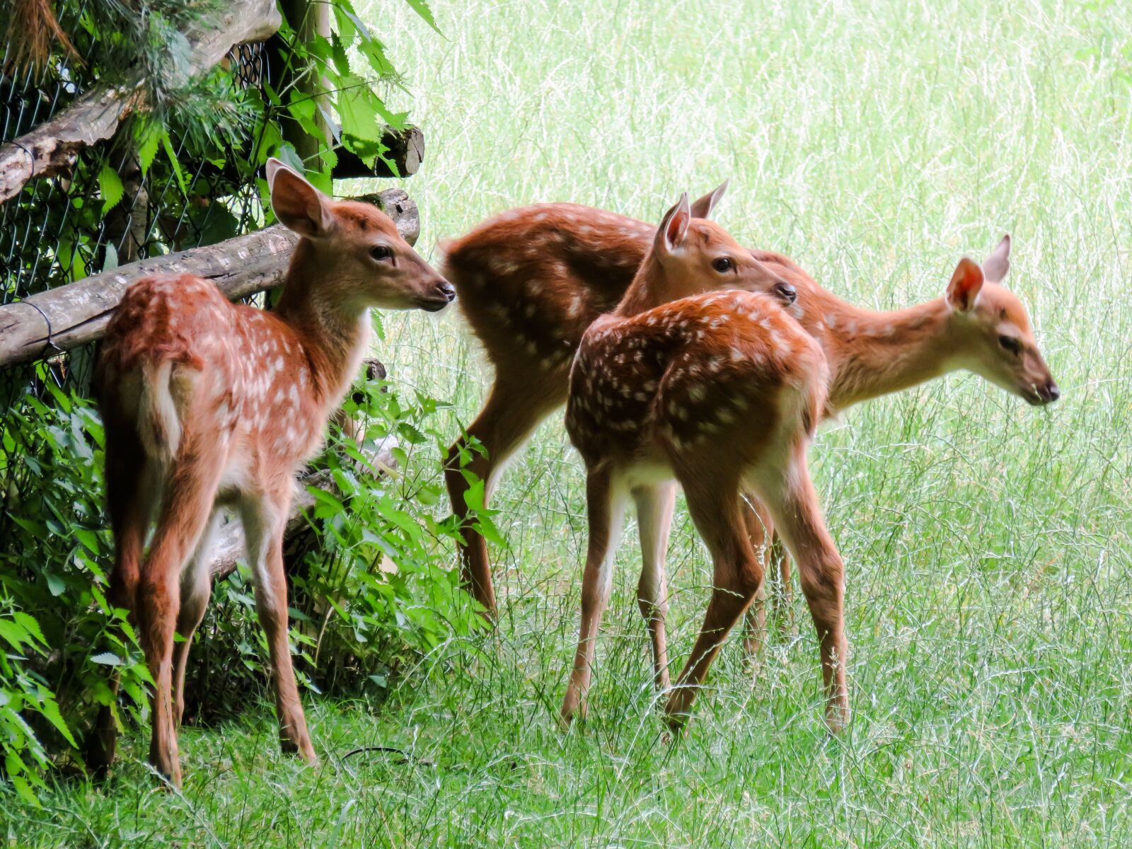 Canon PowerShot SX710 HS sample photo. Animal, fallow deer, kitz photography