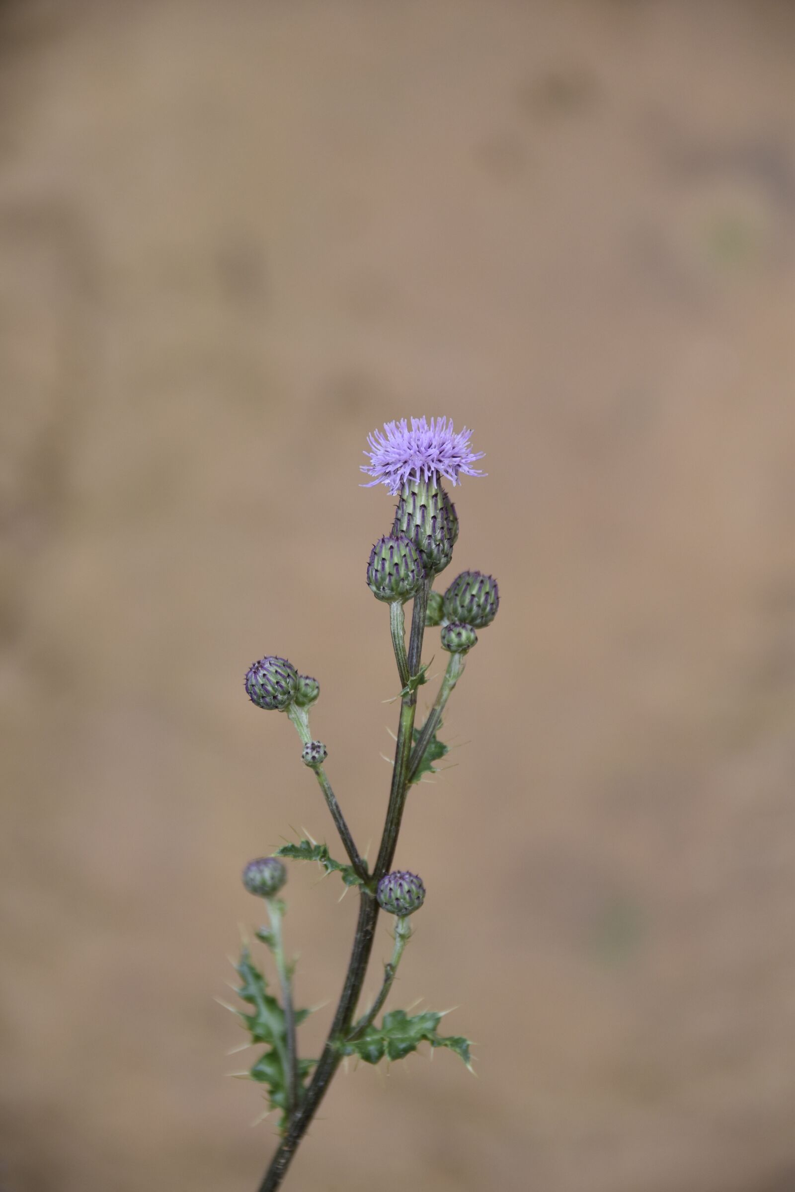 Nikon D5600 sample photo. Thistle flower, green leaves photography