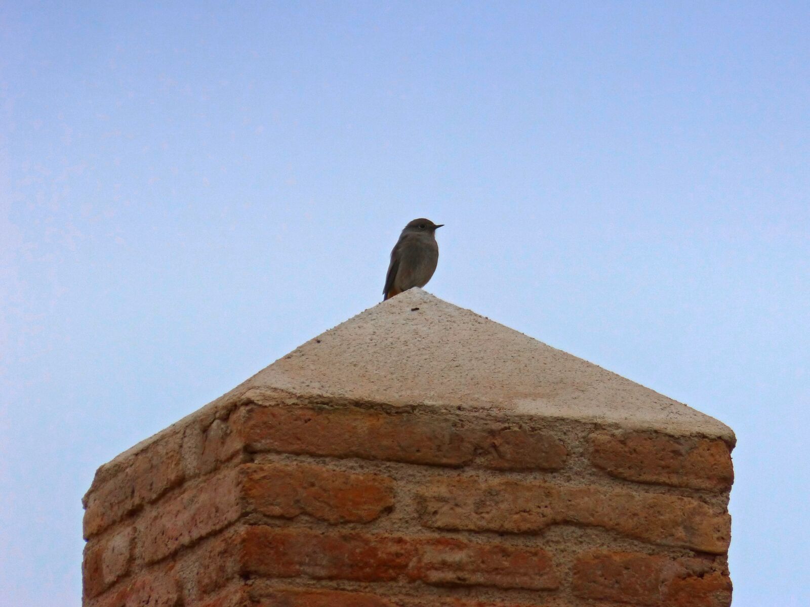 Panasonic DMC-FZ62 sample photo. Bird, pedestal, lookout photography