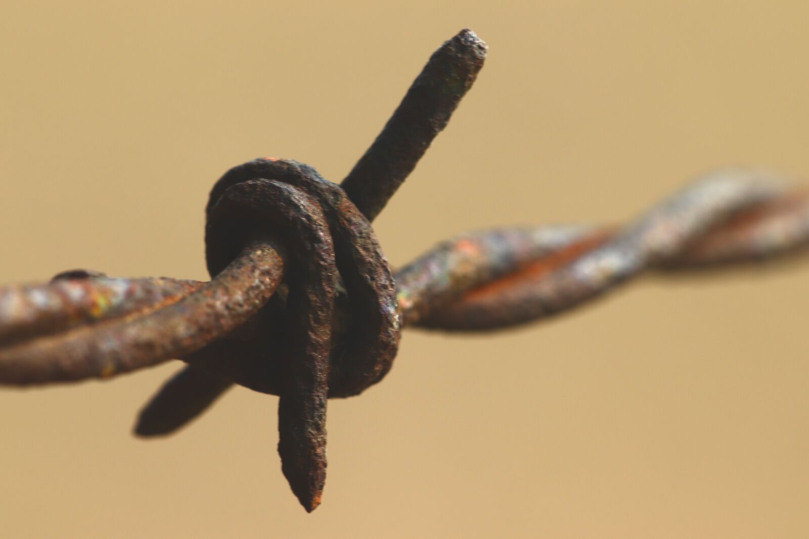 Canon EOS 200D (EOS Rebel SL2 / EOS Kiss X9) sample photo. Barbwire, macro, barbed photography