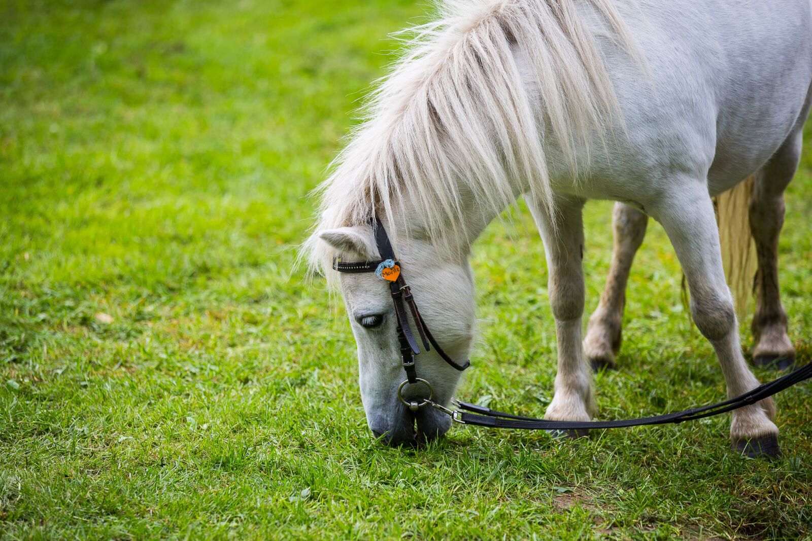 Canon EOS 5D Mark III sample photo. Horse, pony, small horse photography