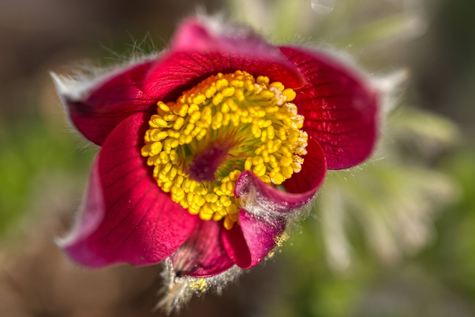 Nikon D750 sample photo. Pasqueflower, k hchenschelle, pasque photography