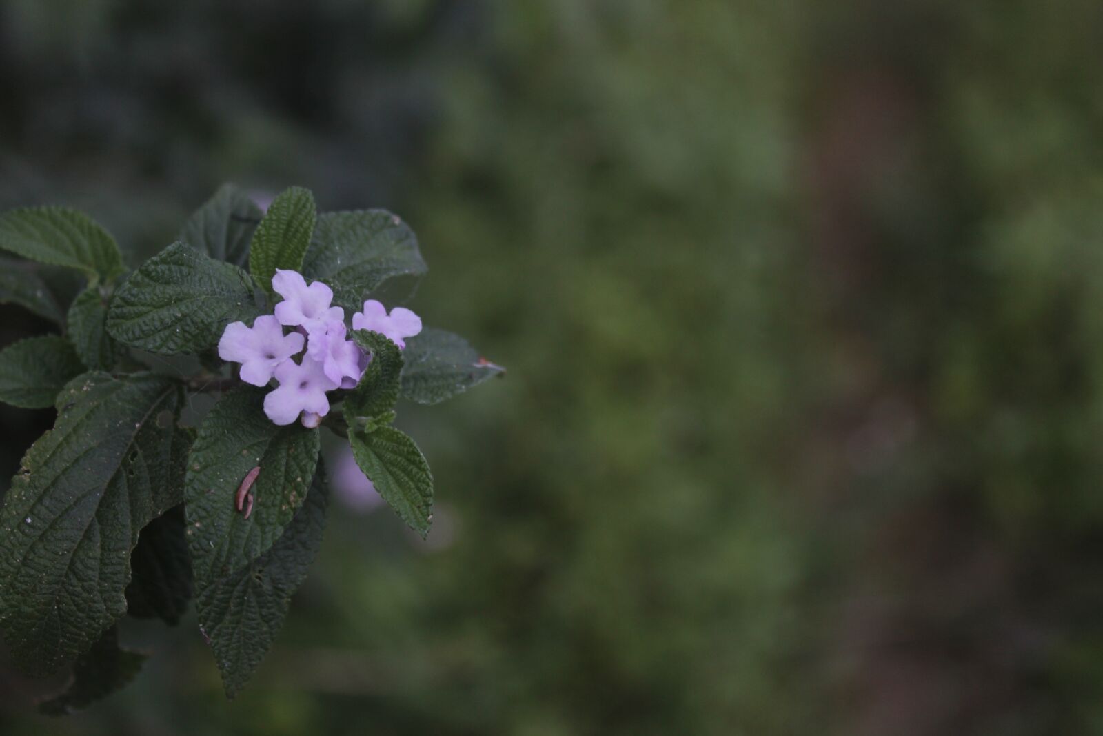 Canon EOS 1200D (EOS Rebel T5 / EOS Kiss X70 / EOS Hi) sample photo. Flower, nature, plant photography