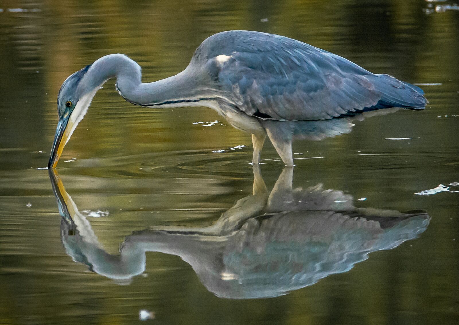 Tamron SP 150-600mm F5-6.3 Di VC USD sample photo. Bird, water, nature photography