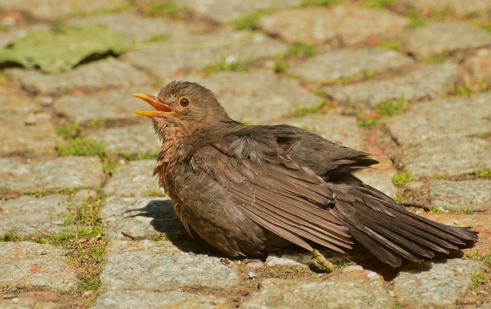 Nikon D3200 sample photo. Blackbird, bird, nature photography