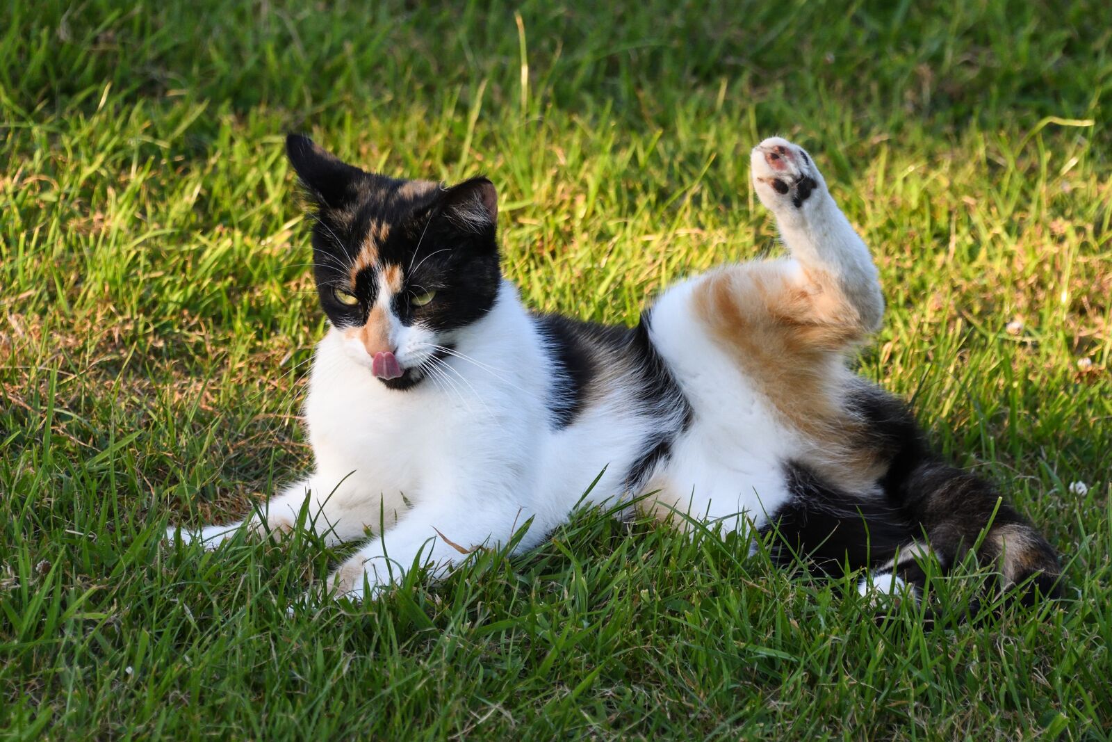 Nikon D500 sample photo. Cat, tricolor, toilet photography