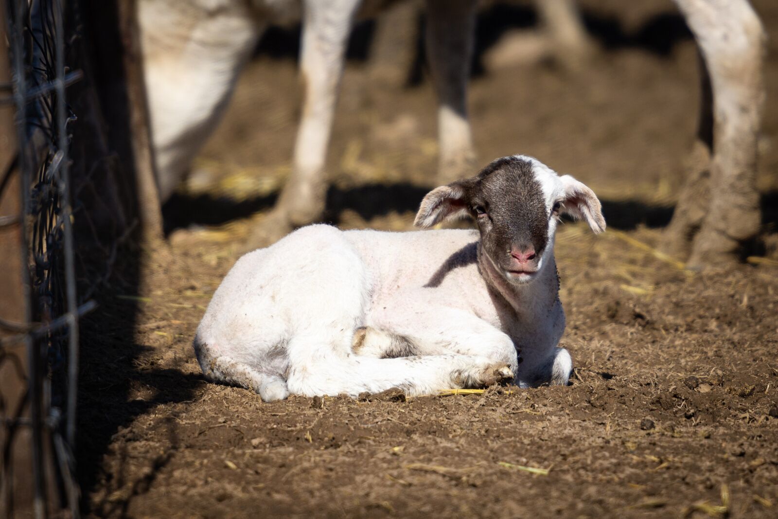Nikon D7200 sample photo. Animal, lamb, baby photography